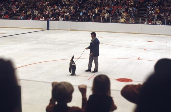 Pittsburgh Penguins mascot "Penguin Pete" is paraded on the ice at the Civic Arena in Pittsburgh during an intermission of a game between the Penguins and the Buffalo Sabres on October 10, 1971. Buffalo won the game, 2-1.